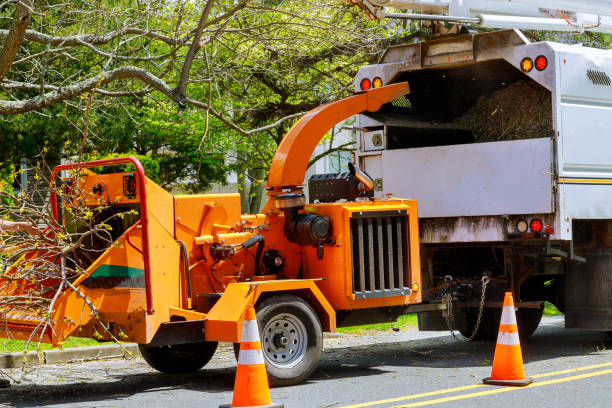 Best Best Tree Removal Services  in Brigham City, UT